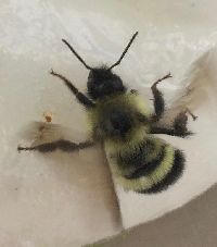 Bombus sandersoni image
