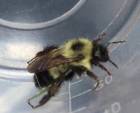 Bombus sandersoni image