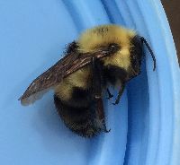Bombus bimaculatus image