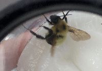 Bombus bimaculatus image