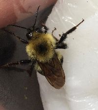 Bombus bimaculatus image