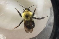 Bombus bimaculatus image