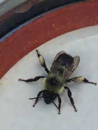Bombus impatiens image