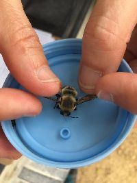 Bombus griseocollis image
