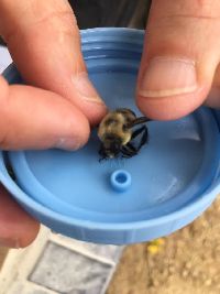 Bombus griseocollis image