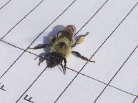 Media resource of Bombus vagans