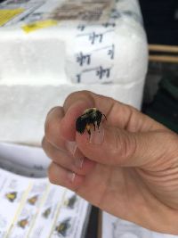 Bombus impatiens image