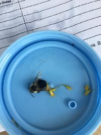 Bombus impatiens image