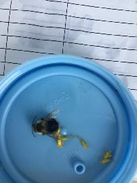 Bombus impatiens image