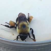 Media resource of Bombus griseocollis