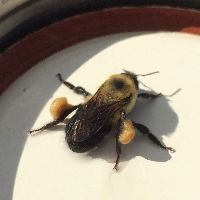 Bombus griseocollis image