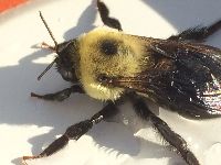 Bombus griseocollis image