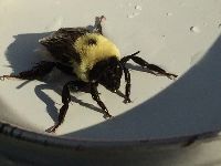 Bombus griseocollis image