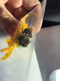 Bombus griseocollis image