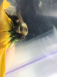 Bombus griseocollis image