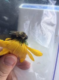 Bombus griseocollis image