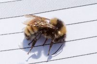 Bombus borealis image