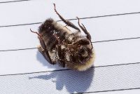 Bombus borealis image