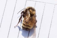 Bombus borealis image