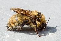 Bombus borealis image