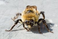 Bombus borealis image