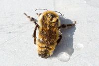 Bombus borealis image
