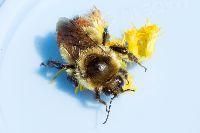 Bombus ternarius image