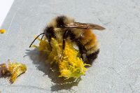 Bombus ternarius image
