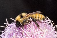 Bombus fervidus image