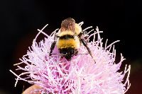 Bombus fervidus image