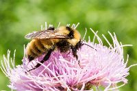 Bombus fervidus image