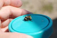 Bombus fervidus image