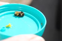 Bombus borealis image