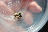 Bombus fervidus image