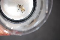 Bombus borealis image