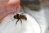 Bombus borealis image