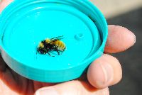 Bombus borealis image