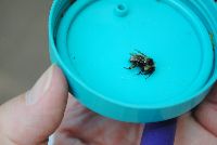 Bombus borealis image