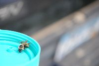 Bombus fervidus image