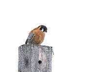 Falco sparverius image