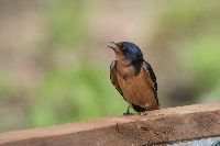 Hirundo rustica image