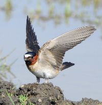 Hirundo rustica image