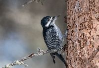 Picoides arcticus image