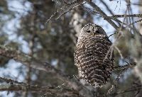 Image of Strix varia