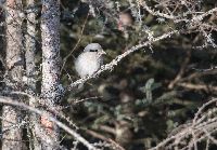 Lanius excubitor image