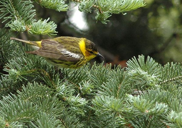 Setophaga tigrina image