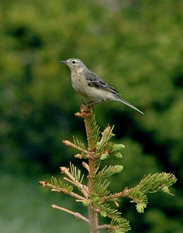Anthus rubescens image
