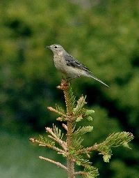 Image of Anthus rubescens