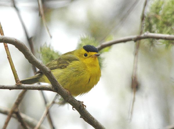 Cardellina pusilla image
