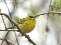 Image of Cardellina pusilla